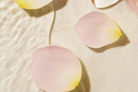 Rose Petals Floating in Water