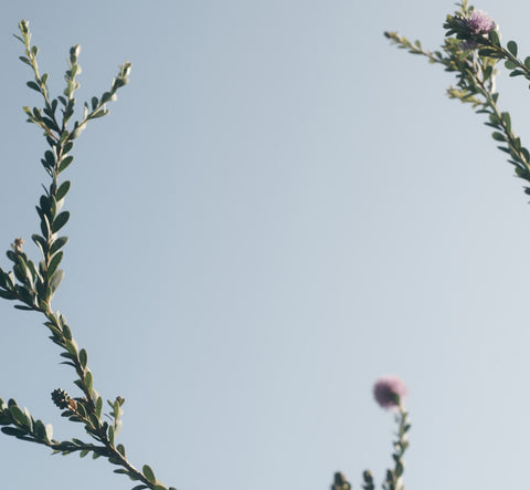 Plant and Sky Background Image